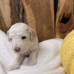 Lumi - Cream female Aussiedoodle puppy in Lavonia, Georgia from H & A Kennels