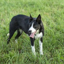 Roxi - Border Collie