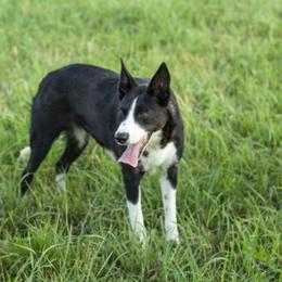 Roxi - Border Collie