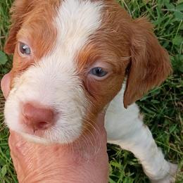 Boy 5 - Orange and white male Brittany puppy in Mishawaka, Michigan from Riverbend Brittanys