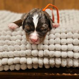 Orange - Merle male Bernedoodle puppy in Shelby, North Carolina from Forever Grateful Doodles