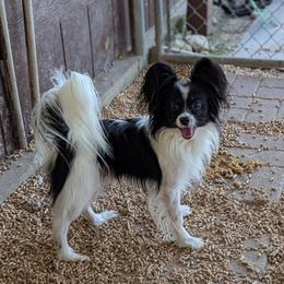 Panda - Papillon