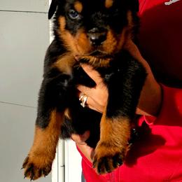 BRUTUS - Black and rust male Rottweiler puppy in Seale, Alabama from A & Y Guardian Rottweiler