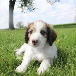 Rocket - White and gold male Bordoodle puppy in Ashland, Ohio from Cherry Blossom Doodles