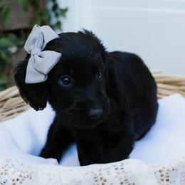 Ventress - Black female Goldendoodle puppy in Yucaipa, California from Golden Padawan Puppies