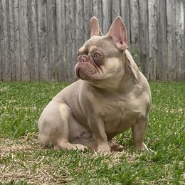 Ziggy - French Bulldog