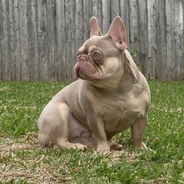 Ziggy - French Bulldog