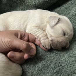 Harry -B1 - Light golden male Golden Retriever puppy in Holly, Michigan from Nina's Golden hour