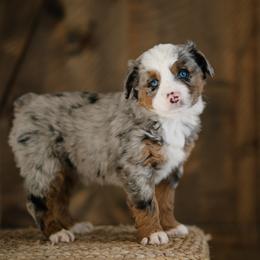 Miniature Australian Shepherd Puppies from R Heart Mini Aussies