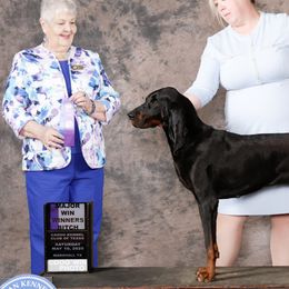 Black and Tan Coonhounds from Chicks and Hounds Ranch