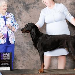 Black and Tan Coonhounds from Chicks and Hounds Ranch