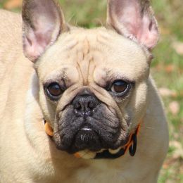 American Bulldog, French Bulldog, and Shorty Bull Puppies from Bingham's Bulldogs LLC
