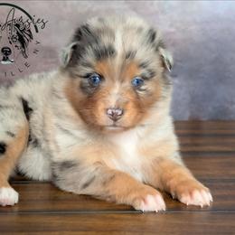 Paisley - Blue merle female Australian Shepherd puppy in Fultonville, New York from Sandy Aussies & Pomeranians