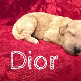 Dior - Cream female Poodle puppy in Port Orange, Florida from Daytona’s Standard Poodles