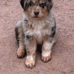 Gust - Red merle male Australian Shepherd puppy in San Tan Valley, Arizona from Mott Ranch - Blazin' Sun Aussies