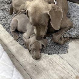 Vizsla and Weimaraner Puppies from Midwest Dream