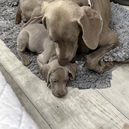 Vizsla and Weimaraner Puppies from Midwest Dream