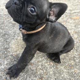 Tan Collar - Brindle male French Bulldog puppy in Eunice, Louisiana from 4J's Cajun Kennels