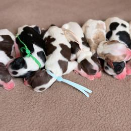 Cavapoo puppies from New Moon Farm Canines