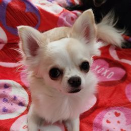 Dixie - Chihuahua