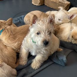 Scottish Terrier Puppies from Rocket's West Texas Scottish Terriers (WTX ST)