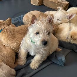 Scottish Terrier Puppies from Rocket's West Texas Scottish Terriers (WTX ST)