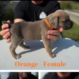 Orange collar - Gray and fawn female Cane Corso puppy in Herriman, Utah from High Country Corsos
