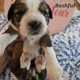 Bashful - Sable and white male Tibetan Terrier puppy in Dorena, Oregon from West Coast Tibetans
