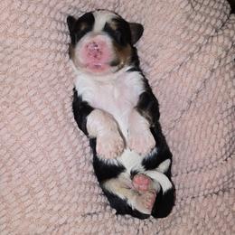 Zocalo - Tri-color male Bernedoodle puppy in Grove, Oklahoma from Grand Lake Poodles & Doodles