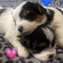 Companion Crosses and Yorkshire Terriers from Reed’s Breeds