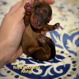 Alistair - Wild boar male Dachshund puppy in Wooldridge, Missouri from Royal Bloodline Canines