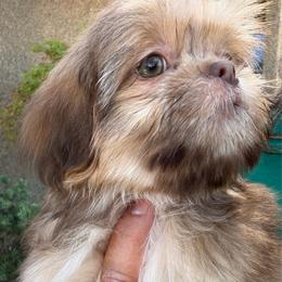 Bear - Liver male Shih Tzu puppy in Bakersfield, California from Little pumpkin Shih Tzu’s