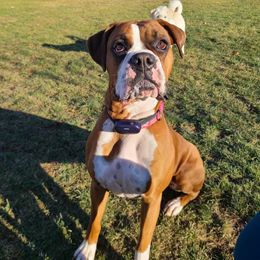 Nala - Boxer