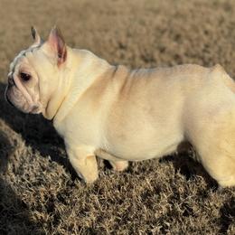 Dimmie - French Bulldog