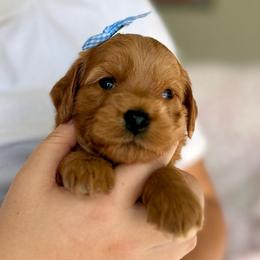 Santa's Little Sweetheart Lexi - Apricot female Goldendoodle puppy in Spanish Fork, Utah from Maplesierradoodles
