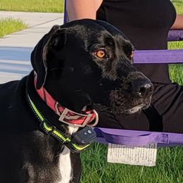 Luna - Catahoula Leopard Dog