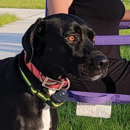 Luna - Catahoula Leopard Dog