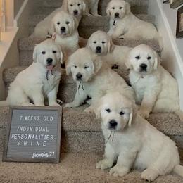 Golden Retriever Puppies from Skarlotte Goldens