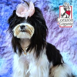 Anabel - Yorkshire Terrier