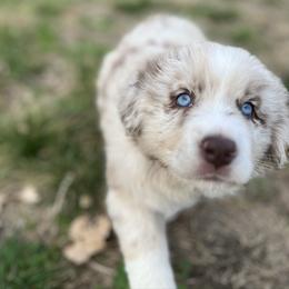 Darby - Red merle female Australian Shepherd puppy in Hubbard, Texas from Poston Paddock Aussies LLC