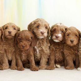 Australian Labradoodles from Mountain Sky Doodles