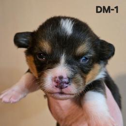 DM-1 - Black and tan male Pembroke Welsh Corgi puppy in Ely, Minnesota from RJ's Corgis