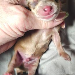 Cream Dapple - Cream male Dachshund puppy in Macon, Missouri from Angelic Doxies