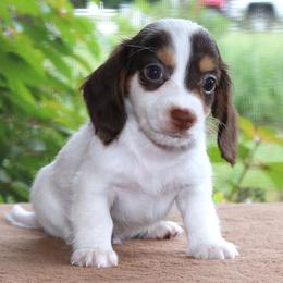 Milo Purebred DNA Tested Parents Health Certified Family Raised - Piebald male Dachshund puppy in Haines City, Florida from Divine Poodle Paradise Standard Poodles & Divine Dachshunds