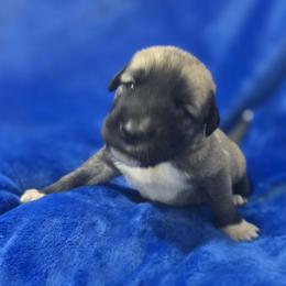 Anatolian Shepherd Dog Puppies from Florida Anatolian Shepherds