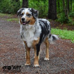 Shekel - Australian Shepherd