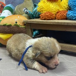 Shelden - Sable male Pembroke Welsh Corgi puppy in Apison, Tennessee from Ashmore Corgis