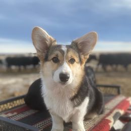 Peach - Pembroke Welsh Corgi