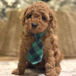 Jingle Bell - Red male Cavapoo puppy in Pleasant Hill, Iowa from Harvest Creek