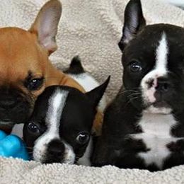 French Bulldogs from Java House French Bulldogs